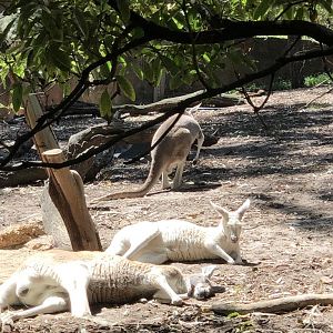 Red Kangaroos