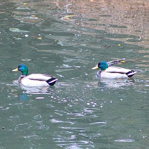 Mallards (Anas platyrhynchos)