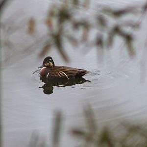 Baikal Teal (Anas formosa)