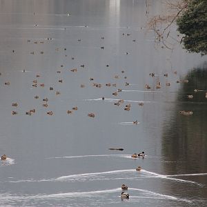 Baikal Teal (Anas formosa)