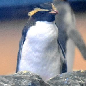 Northern Rockhopper Penguin (Eudyptes moseleyi)