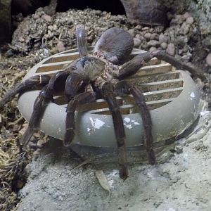 Tarantula ID - Zoo Jihlava 2016