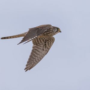 Common Kestrel - Falco tinnunculus