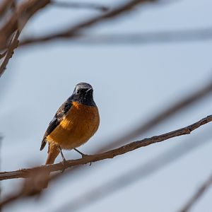 Daurian Redstart