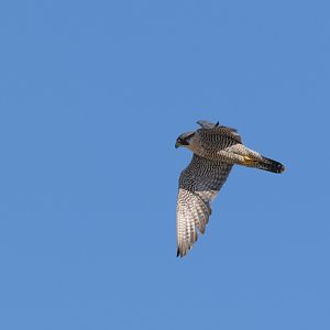 Peregrine Falcon