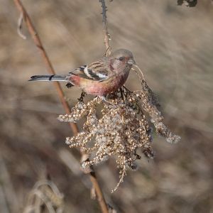 Long-tailed Rosefinch