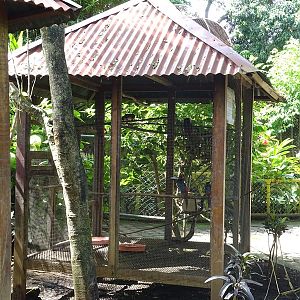 Zoológico Nacional de Nicaragua: Collared aracari