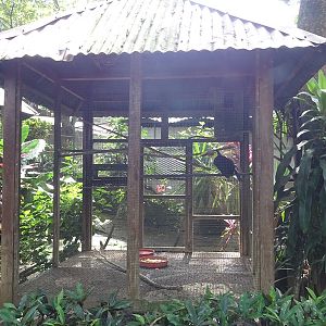 Zoológico Nacional de Nicaragua: Swainsons toucan