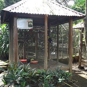Zoológico Nacional de Nicaragua: Keel-billed toucan