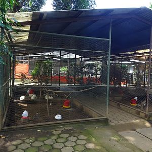 Zoológico Nacional de Nicaragua: various aviaries