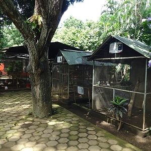 Zoológico Nacional de Nicaragua: aviaries overview