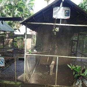 Zoológico Nacional de Nicaragua: parrot avaries