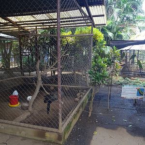 Zoológico Nacional de Nicaragua:  guan and parakeet