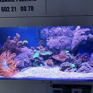 Coral reef tank