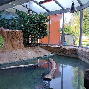 Dwarf Crocodile (Osteolaemus tetraspis)