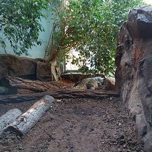 Dwarf Crocodile (Osteolaemus tetraspis)