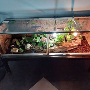 Ocellated Skink (Chalcides ocellatus)