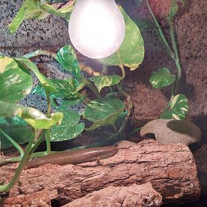 Ocellated Skink (Chalcides ocellatus)