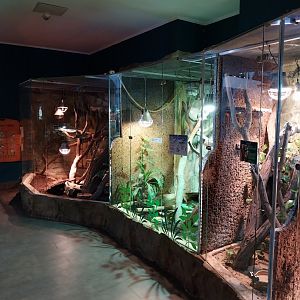 Reptile House - Skinks & Basilisks