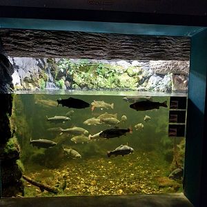 Reptile House - Mountain brook