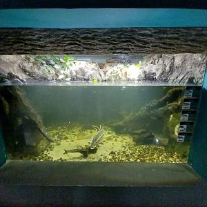Reptile House - European Sturgeon