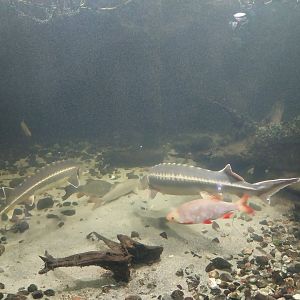Reptile House - European Sturgeon (Acipenser sturio)