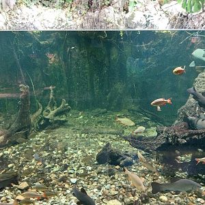 Reptile House - Carps