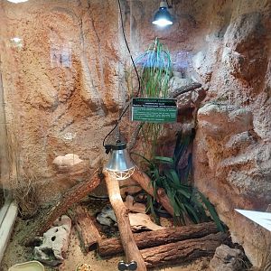 Sudan Plated Lizard (Broadleysaurus major)