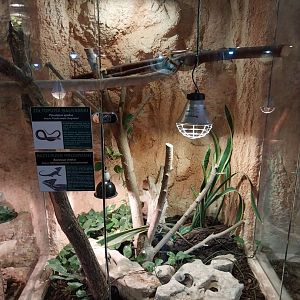 European Legless Lizard (Pseudopus apodus) and Brown Basilisk (Basiliscus vittatus)