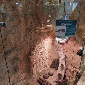 Common Leopard Gekko (Eublepharis macularius)