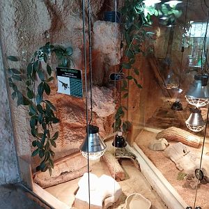 Central Bearded Dragon (Pogona vitticeps)