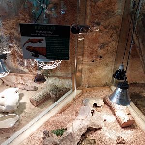 Sahara Mastigure (Uromastyx geyri)