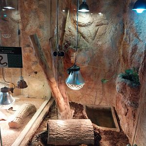 Boa constrictor (Boa constrictor)