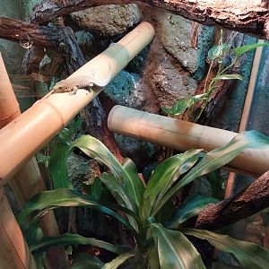 Standing's Day Gecko (Phelsuma standingii)