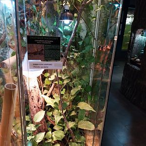 Haitian Curly-tailed Lizard (Leiocephalus personatus- and Panther Chameleon (Furcifer pardalis)