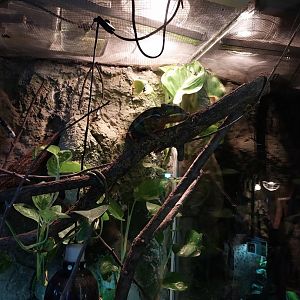 Panther Chameleon (Furcifer pardalis)