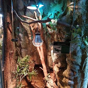 Green Basilisk (Basiliscus plumifrons)