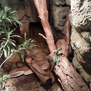 Green Basilisk (Basiliscus plumifrons)