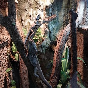 Frilled Lizard (Chlamydosaurus kingii)