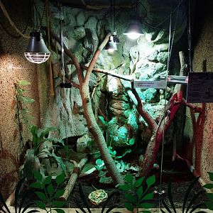 Cuban Rock Iguana (Cyclura nubila)