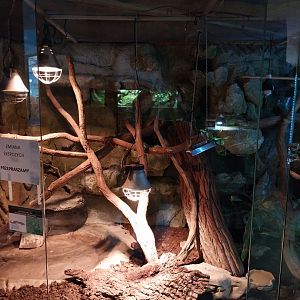 Ocellated Skink (Chalcides ocellatus)