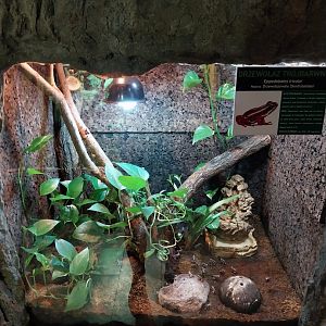 Anthonys Poison-arrow Frog (Epipedobates anthonyi)