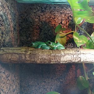 Chinese Gliding Tree-frog (Rhacophorus dennysi)