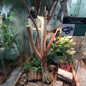 Aesculapian Snake (Zamenis longissimus)