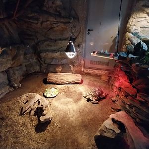 Leopard Tortoise (Stigmochelys pardalis)