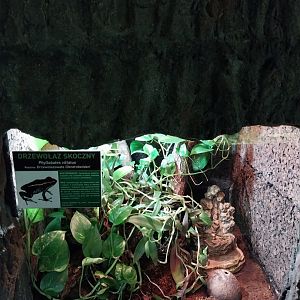 Golfodulcean Poison Dart Frog (Phyllobates vittatus)