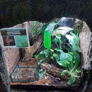 File-eared Tree Frog (Polypedates otilophrus)