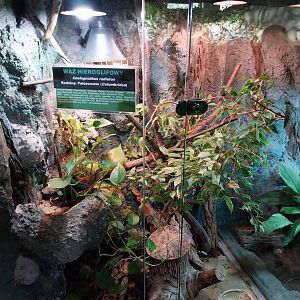 Radiated Ratsnake (Coelognathus radiatus)