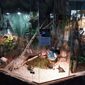 Red-eared Slider (Trachemus scripta elegans)