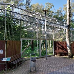 Snow Leopard (Panthera uncia)